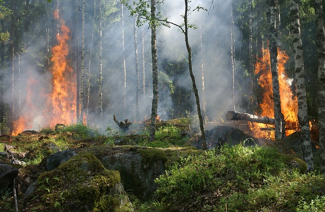 Pożar lasu spowodowany zmianą klimatu